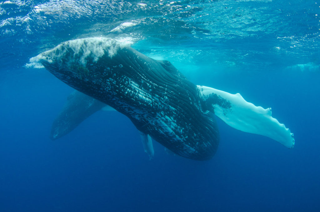 blue whale